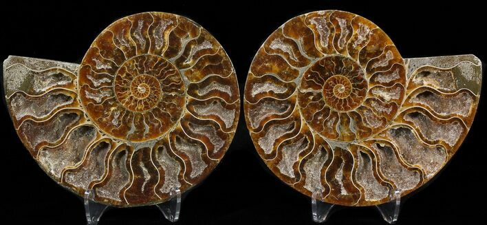 Cut & Polished Ammonite Fossil - Crystal Chambers #39507
